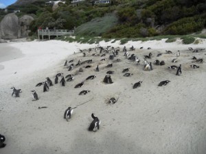 somanypenguins