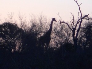 sunsetgiraffe